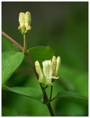 Lonicera xylosteum     