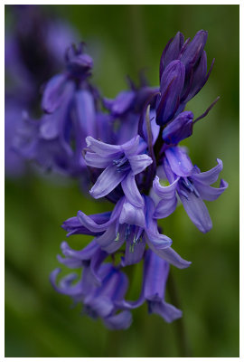 Scilla hispanica