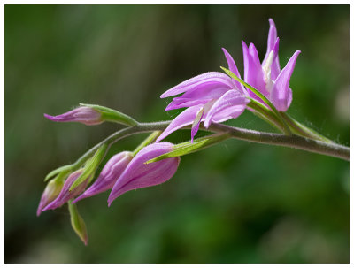 Cephalanthera rubra