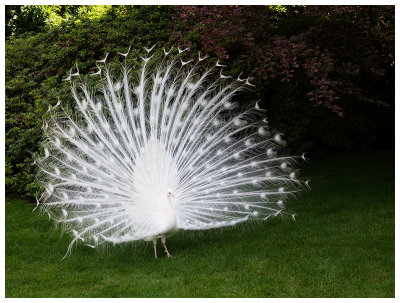 White Peacock