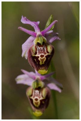 Ophrys holosericea subsp. dinarica
