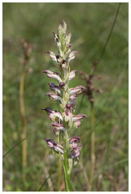 Anacamptis coriophora subsp. fragrans