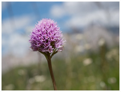 Traunsteinera globosa