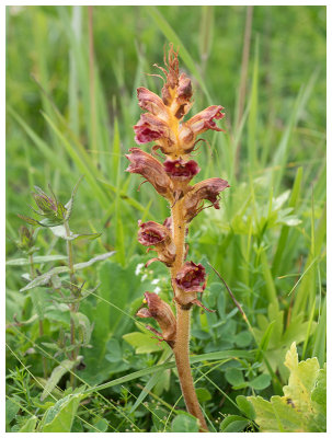 Orobanche