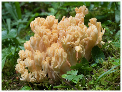 Ramaria flavescens   