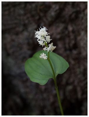 Maianthemum bifolium  