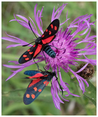 Zygaena filipendulae