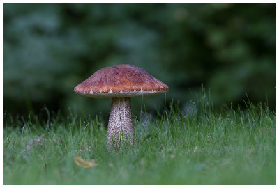 Leccinum scabrum