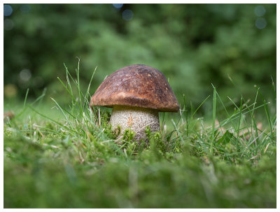 Leccinum scabrum