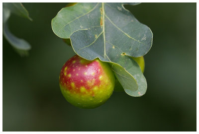 Oak apple