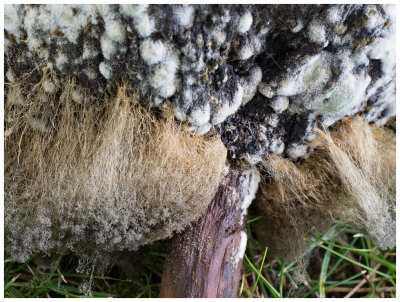 Filamentous fungus on mushroom