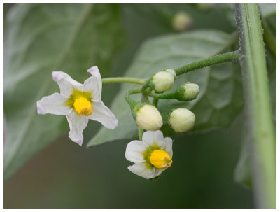 Solanum nigrum  