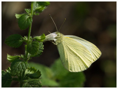 Pieris rapae