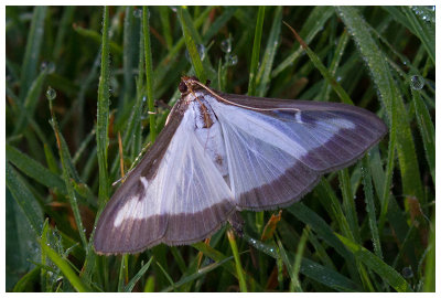 Cydalima perspectalis   