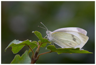 Pieris rapae