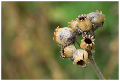seed pods