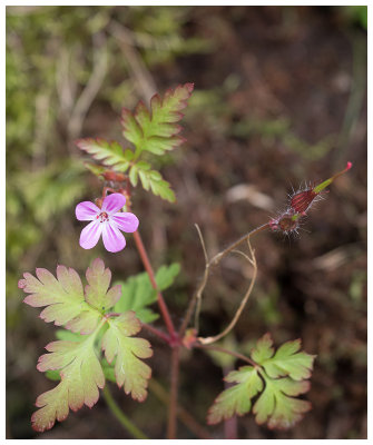 Geranium robertianum   