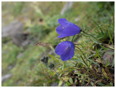 Campanula rotundifolia   