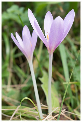 Colchicum autumnale