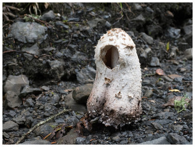 Coprinus comatus  