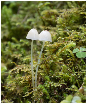 Mycena epipterygioides  