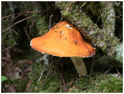 Amanita muscaria var. aureola  