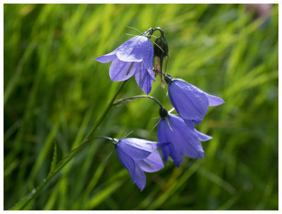 Campanula rotundifolia   