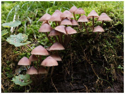 Mycena hematopus  