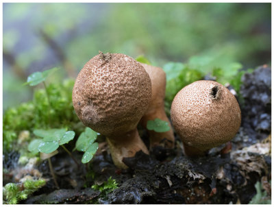 Lycoperdon pyriforme      