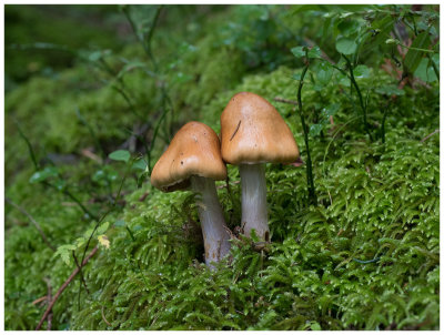 Tricholoma