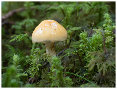 Gomphidius maculatus