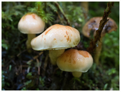 Pholiota astragalina   