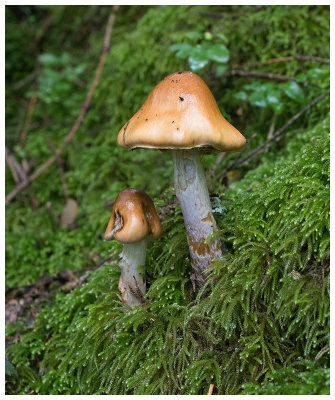 Tricholoma