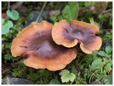 Agrocybe erebia      