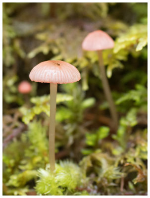 Mycena