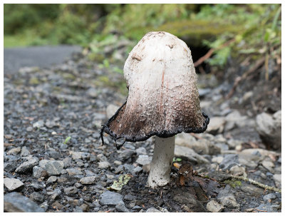 Coprinus comatus  