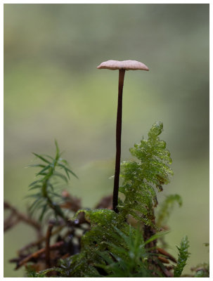 Marasmius androsaceus