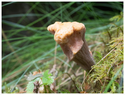 Clavariadelphus truncatus