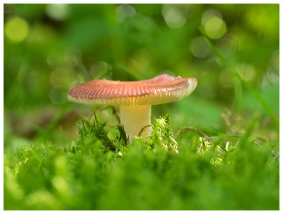 Russula nitida