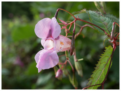 Impatiens glandulifera   