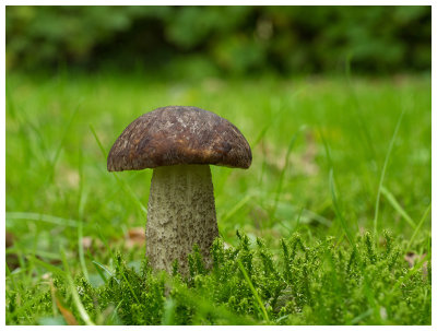 Leccinum scabrum