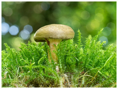 Paxillus involutus