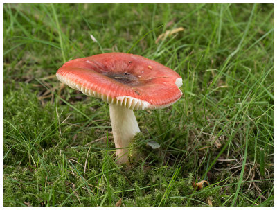 Russula nitida