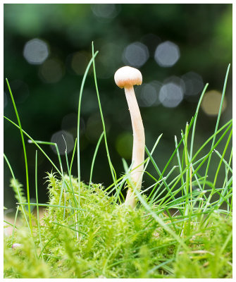 Galerina