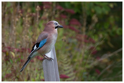 Eurasian Jay