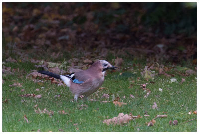 Eurasian Jay