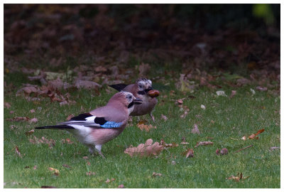 Eurasian Jay