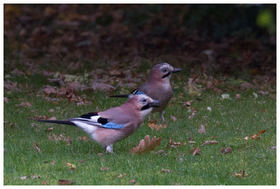 Eurasian Jay