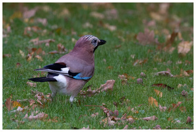Eurasian Jay