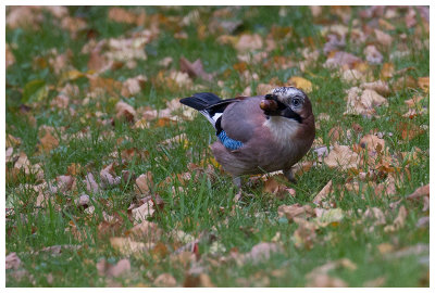 Eurasian Jay
